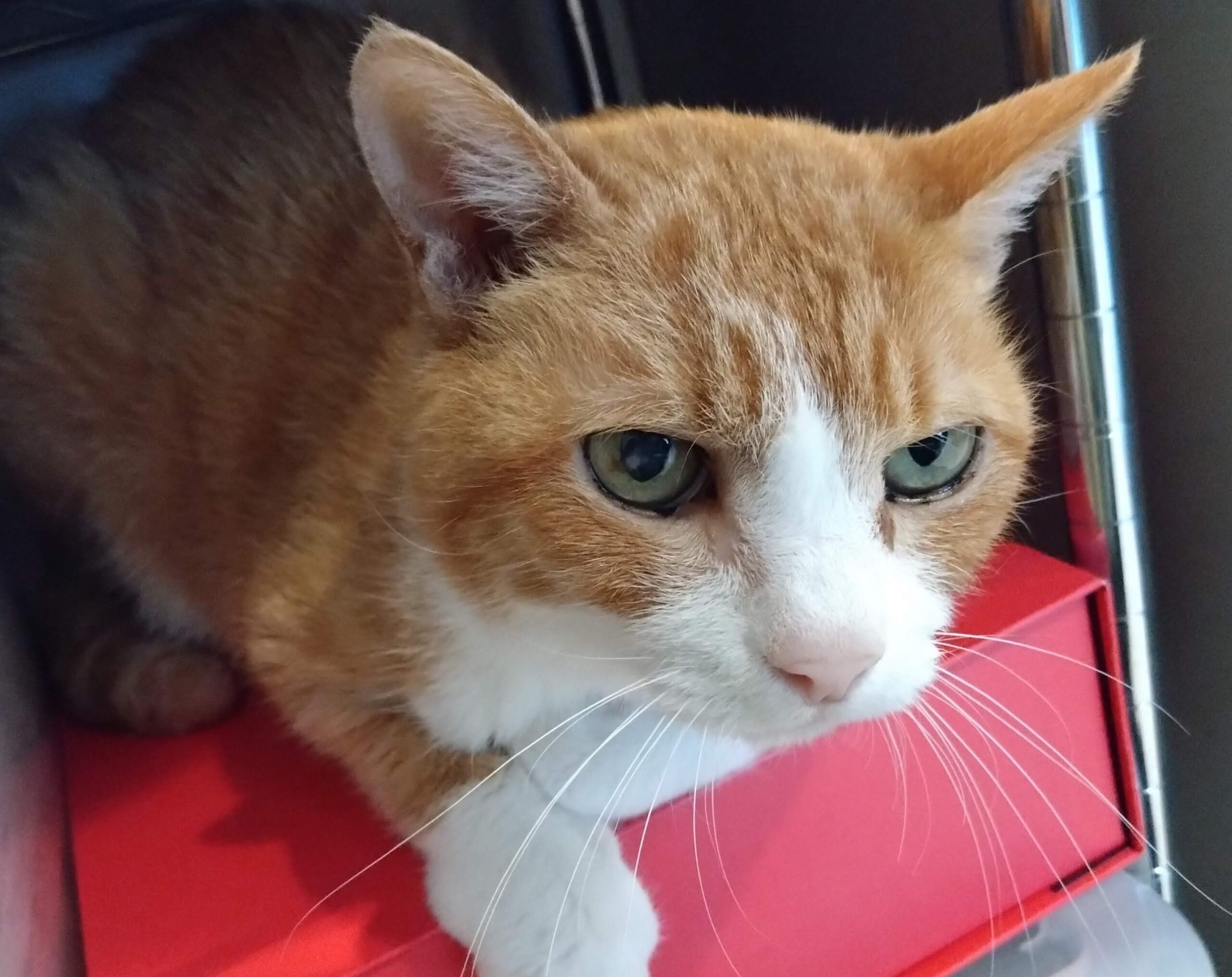 ブログ主の愛猫の画像。